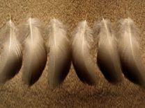 Bronze Mallard - 24 Feathers